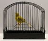 Fife Fancy Canary